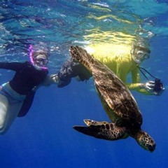 Best Maui Snorkeling Molokini Crater And Turtle Town Prices Reviews
