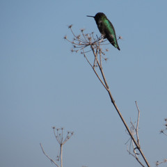 I grew sideways- demo