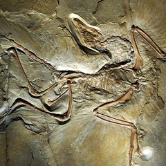 arcteryx (okbusta x balenci02)