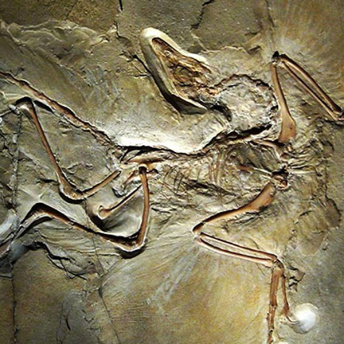 arcteryx (okbusta x balenci02)