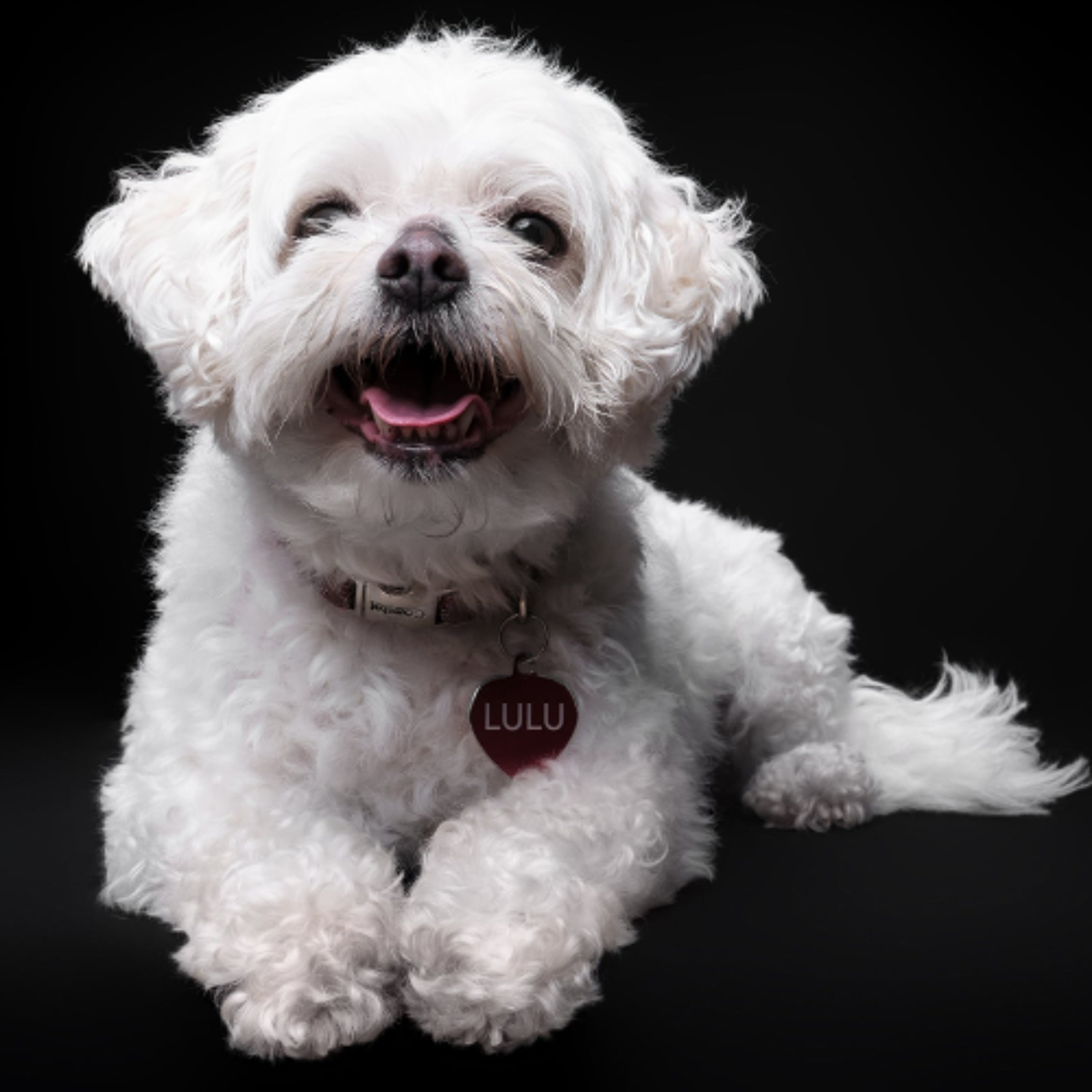 Dorene Discovers Puppy Yoga (1/20/26)