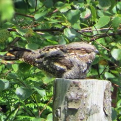 2023 - 05 - 04 Nightjar