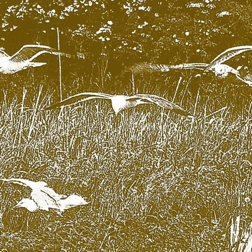 Storm Warning: Seabirds Inland