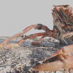dead crab smells like