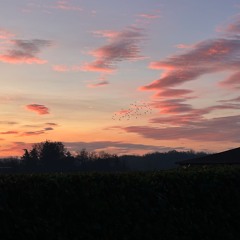 PhøenX - The Bird Flies Away