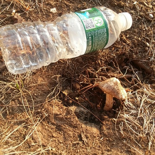 "PUSH, iMust", 3/23/2021, 4:40am