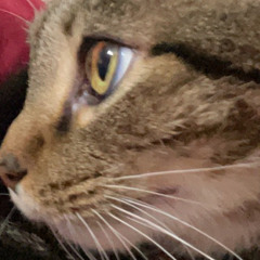 :smirk_cat: