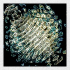 Peace For Thought (liquid mix)