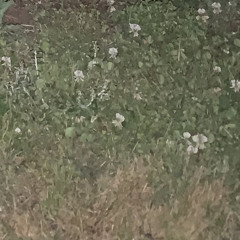 Emotions - Madison Ryann Ward (feat. Nick Green)