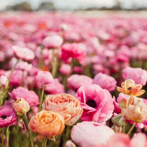 I want to be cute like you :( (prod. devnzr)