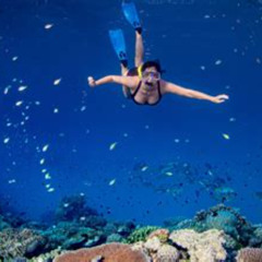 Best Snorkeling Great Barrier Reef Prices Reviews