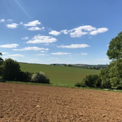a bird at the window