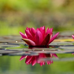 Water Lilies running back to you