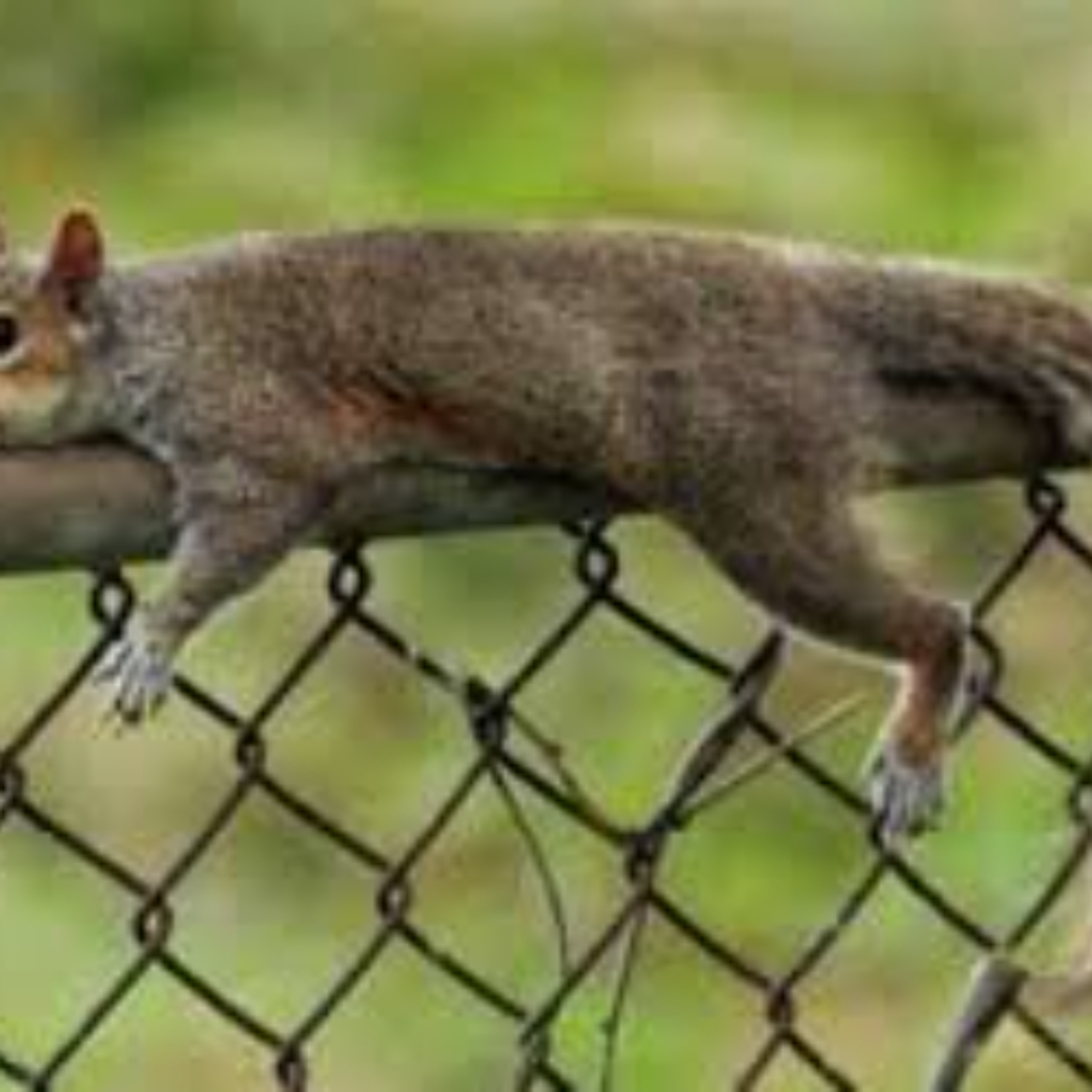 Fence Straddling (In the Church)