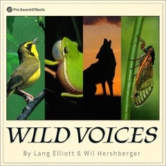 Wild Voices - Demo