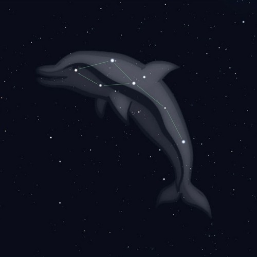 9/15/25 - Delphinus the Dolphin