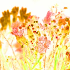 Planter des choux de mer - Juin 2020