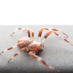 The Joplin Spider