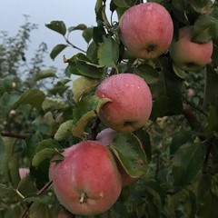 apple rain