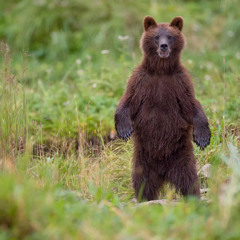 Long Island Man Finds Out His Long Time Friend is Actually a Bear