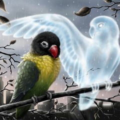 NoiZeTekk_live - Spirit Bird
