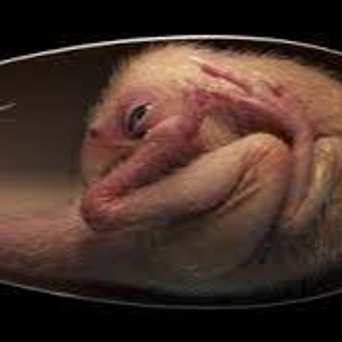 Microcut - Asster Egg