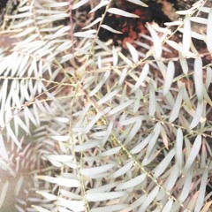 jamming with the birds