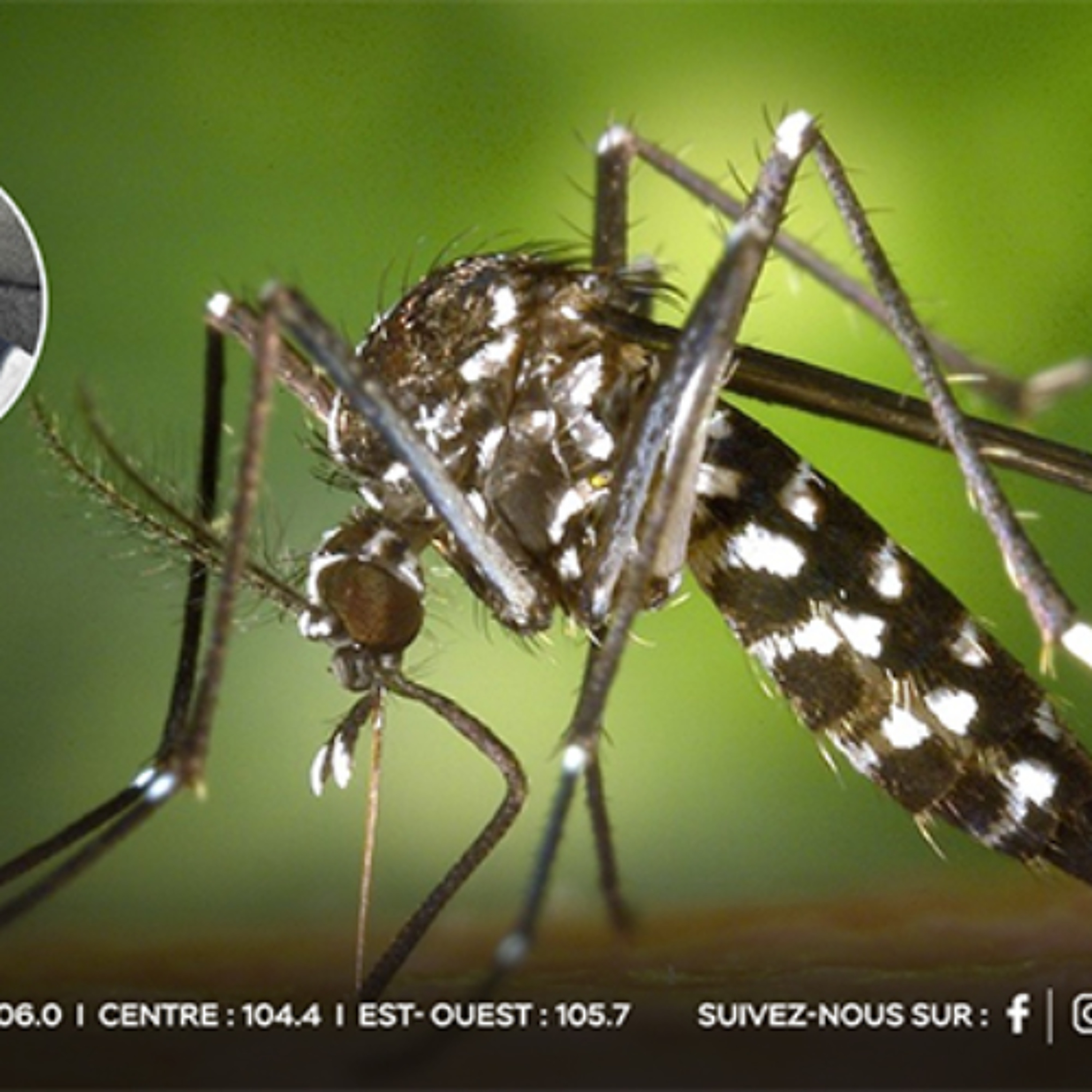 Cas de Chikungunya: 53 à Maurice et 5 à Rodrigues