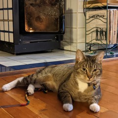 George Harrison is a Cat