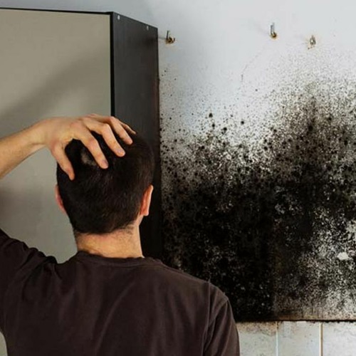 Stream How Can Mold Affect Your Health? by JM Environmental Listen