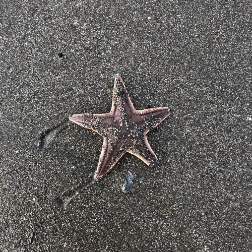 ありがとう (demo)