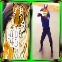 Giant Realistic Flying Tiger's Got That Weed Card ft.Beary Nice