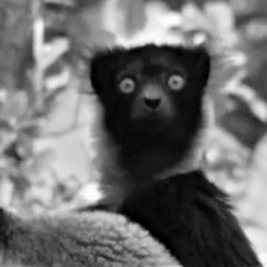 Indris (revised 2025) Momenta Quartet