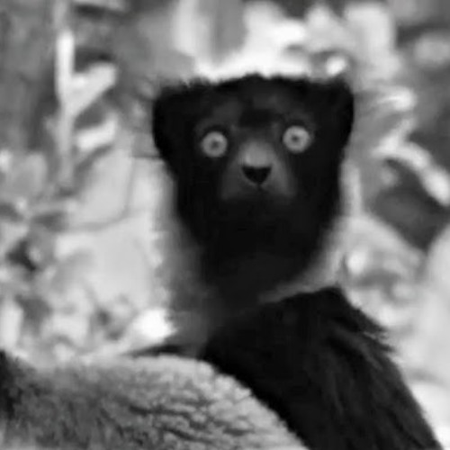 Indris (revised 2025) Momenta Quartet