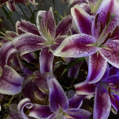 lillies (defnottyrell)