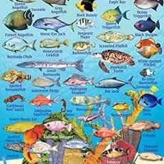 READ PDF EBOOK EPUB KINDLE Curacao Reef Creatures Guide Franko Maps Laminated Fish Card 4" x 6" by