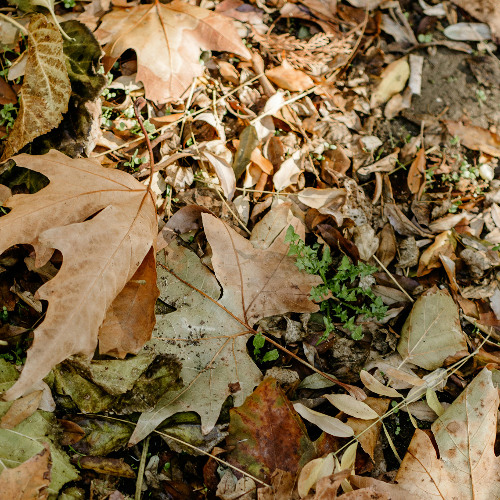 ASMR - roe deer walking among dry leaves at night