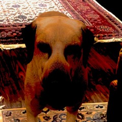 Sleepless In Champaign