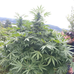 What the Hood Made ME