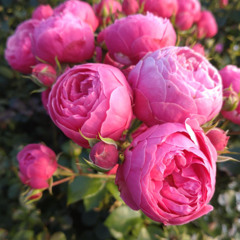 Let Kindness Bloom in your Heart