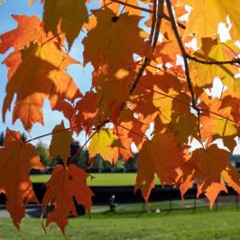 backxster - you dont fw me (dimpleb)