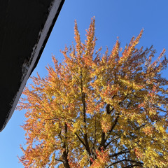 disbelief in autumn w/ Blospar (prod. hazel)