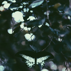 Metamorph