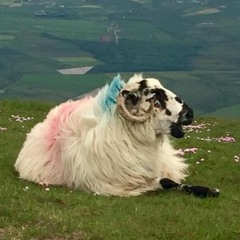 Karkail Voucolicesque