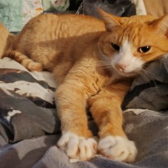 Sowiekeinermacht/O.f.B.s. UNCUT25 - Athomeproduction