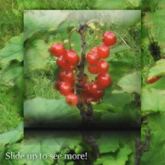 gs franc - cool fruit