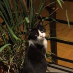Gato Alunado