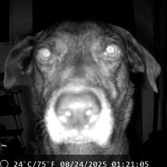 Music that scares my dog pt 4