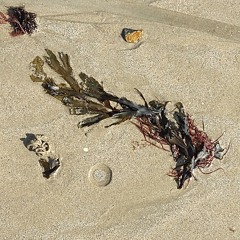 OnTheBeach