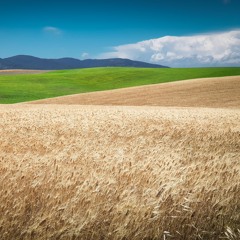 Field Recording in Tuscany wheat hills